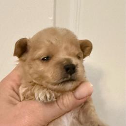 Boy 1 - Apricot male Maltipoo puppy in San Diego, Temecula, Ontario, California from Yorkie & Maltese Royalty