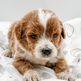 Sprinkles - Red  female Goldendoodle puppy in Belton, South Carolina from Poodley Doodley Doo