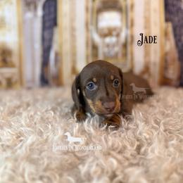 Jade - Chocolate and tan male Dachshund puppy in Rainier, Oregon from Doxies in Wonderland