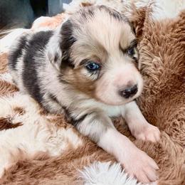 Blue collar - Blue merle male Aussiedoodle puppy in 32046, Florida from River Hill Ranch