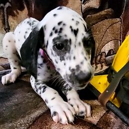 PINK - White and black Dalmatian puppy in Adamstown, Maryland from Sprinkled with Hearts Dalmatians