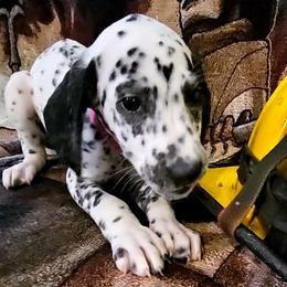 PINK - White and black Dalmatian puppy in Adamstown, Maryland from Sprinkled with Hearts Dalmatians