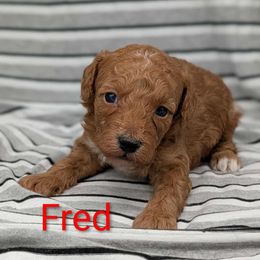 Fred - Red male Cavapoo puppy in Salem, New Jersey from Dreamy Night Doodles