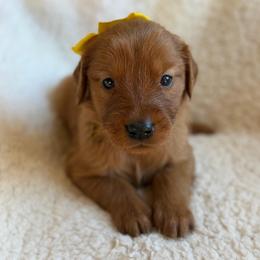 Ginger - Girl - Dark golden female Golden Retriever puppy in La Verne, California from 4LoveofGoldens