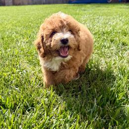 Peter - Apricot male Assorted Doodle Crosses puppy in Marysville, California from Dailey Doodles and Dachshunds