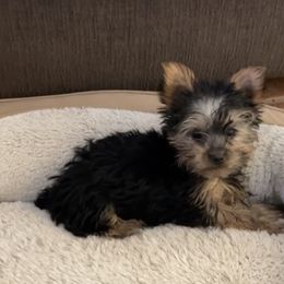 Australian Shepherd, Boerboel, Shorkie, and Yorkshire Terrier Puppies from SATA Kennels