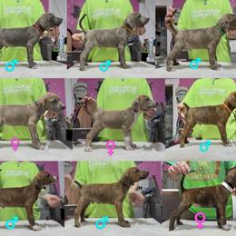 Mountain Cur Puppies from Walnut Ridge Mountain Curs