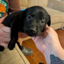 King Boo - Black male Labrador Retriever puppy in Commerce, Oklahoma from Standing Water Kennels