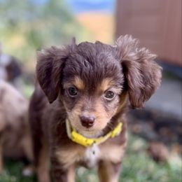 Yellow - Red tri-color male Aussiedoodle puppy in Grants Pass, Oregon from Woodwind Miniatures