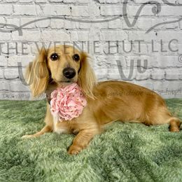 Sandy - Dachshund