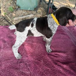 German Shorthaired Pointer Puppies from Black vermillion pointers