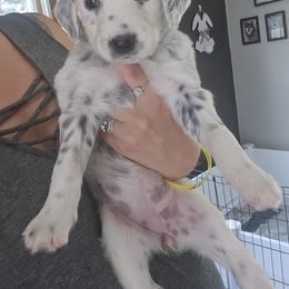 Liberty - White black and tan female Dalmatian puppy in Janesville, Wisconsin from Legacy Dalmatians