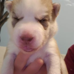 Hornet - Red and white male Siberian Husky puppy in Elk River, Minnesota from Naturez Siberians