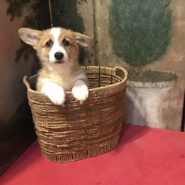 Golden Retriever and Pembroke Welsh Corgi Puppies from Shire Springs Kennels