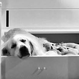 First Pick Female - Light golden female Golden Retriever puppy in Alaska from Birchwood Goldens