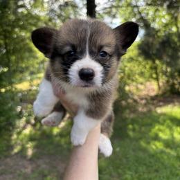 Koe - Sable and white male American Corgi puppy in Foreman Ar., Arkansas from Grassy Lake Corgis