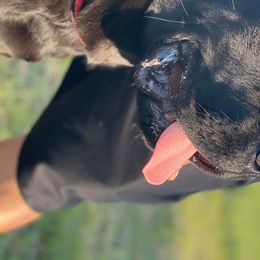 Cane Corso All Grown Up from Luna Rossa Cane Corso