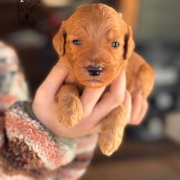April - Red  Goldendoodle puppy in Lancaster, Minnesota from North Star Dog Training