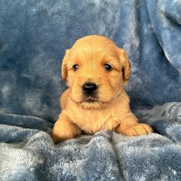 Tyke - Cream male Goldendoodle puppy in Lowville, New York from Adirondack Labradoodles