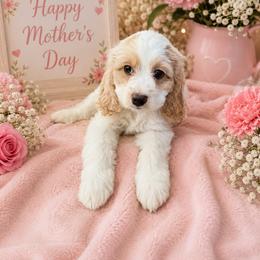 Bruiser - Red and white male Cockapoo puppy in Miami, Florida from Peshos Cockapoos