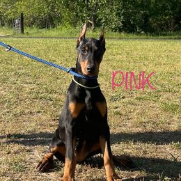 Pink Collar Girl HM - Black and rust female Doberman Pinscher puppy in Knox, Indiana from Double River Dobermans
