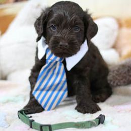Cockapoo Puppies from JP Cockapoos LLC