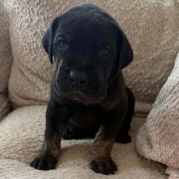Rocky (brindle point) - Black male Great Dane puppy in Port Clinton, Ohio from LakeSide Danes