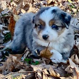 Nick - Blue merle male Miniature American Shepherd puppy in Harmony, North Carolina from Carolina Pride Aussies