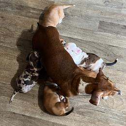 Dachshund Puppies from Witchy Woman’s Wiener’s