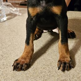 Orange Girl - Doberman Pinscher puppy in Georgia from Jeti Dobermans