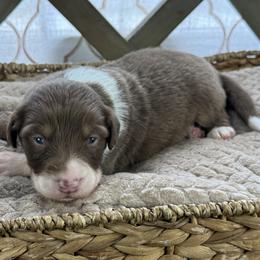 Boy 1: Peanut - Red tri-color male Australian Shepherd puppy in Volant, Pennsylvania from Addie's Aussies