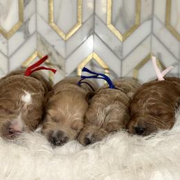 Goldendoodle puppies from Pearls & Curls doodles & poodles
