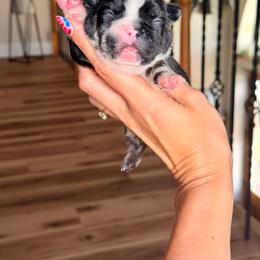 Apple Fritter - Black and tan male French Bulldog puppy in Upper Sandusky, Ohio from Rock Run Homestead