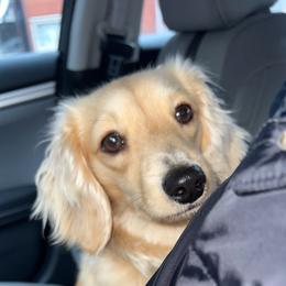 Tramp - Dachshund