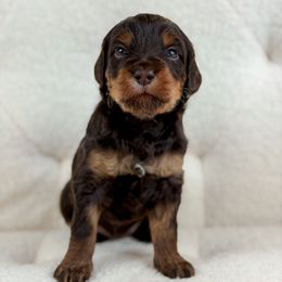 Shasta - Chocolate female Goldendoodle puppy in Sedona, Arizona from Garside Doodles