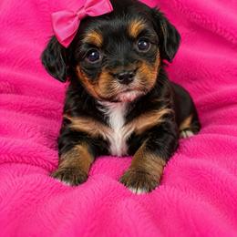 Diana - Wonder Woman - Tri-color female Cavapoo puppy in Austin, Texas from Haus of Doodles