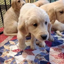 Golden Retriever Puppies from David Cearlock's Golden Retrievers