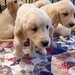 Golden Retriever Puppies from David Cearlock's Golden Retrievers