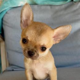 Mary - Fawn female Chihuahua puppy in Spring Hill, Florida from Stardom Chihuahuas & CKCS
