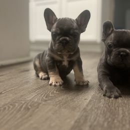 Hash brown - Blue fawn male French Bulldog puppy in Porter, Texas from Red Label Frenchies