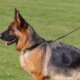 German Shepherds from Blauen Bergen