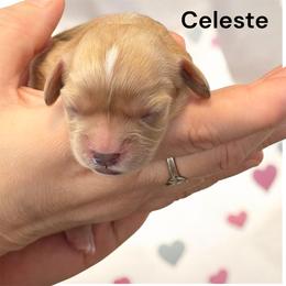 Celeste - Apricot female Cavachon puppy in Springfield, Massachusetts from Caraid Cavachons