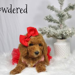 Powdered - Red  female Goldendoodle puppy in Casa Grande, Arizona from AzDoodle Dandies