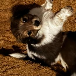 LHMD AKC Gust - Piebald male Dachshund puppy in Summit, South Carolina from Doxies4Paws