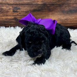 Phoebe - Black and white female Cockapoo puppy in Lancaster, Missouri from Cavapoo Acres