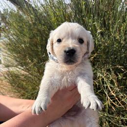 Gray boy - Light golden male Golden Retriever puppy in Pahrump, Nevada from Southern Nevada Goldens