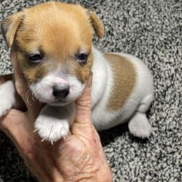 Hannah - Brown and white female Jack Russell Terrier puppy in Melbourne, Florida from Rustling Oaks Jack Russell Terrier’s