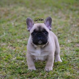 French Bulldog and Pembroke Welsh Corgi Puppies from Little Women's Frenchies & Corgis