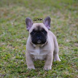 French Bulldog and Pembroke Welsh Corgi Puppies from Little Women's Frenchies & Corgis