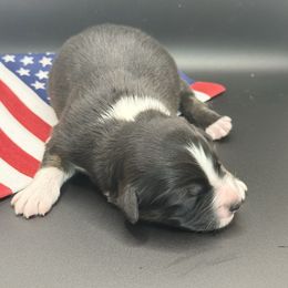 Opal - Black tri-color female Australian Shepherd puppy in Camp Springs, Kentucky from Diamond Paws Australian Shepherds